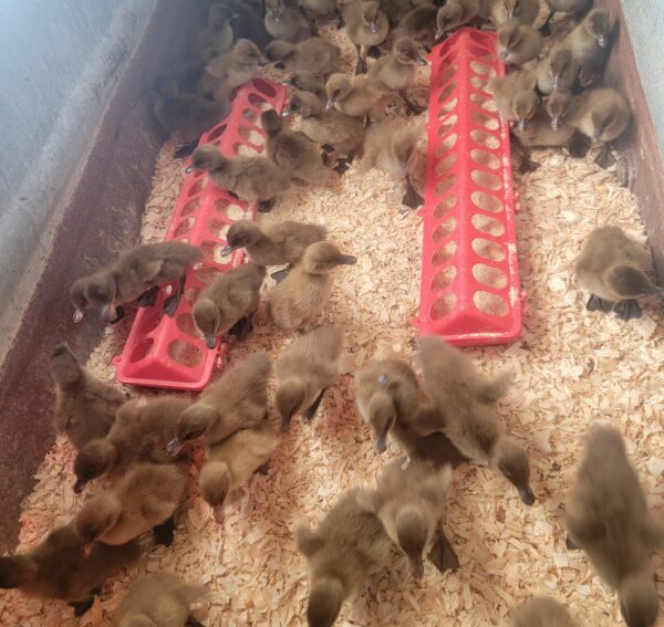 Khaki Campbell Ducklings: Egg-Laying Superstars